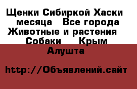 Щенки Сибиркой Хаски 2 месяца - Все города Животные и растения » Собаки   . Крым,Алушта